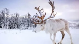reindeer
