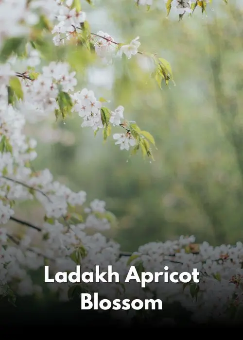 Apricot Blossom