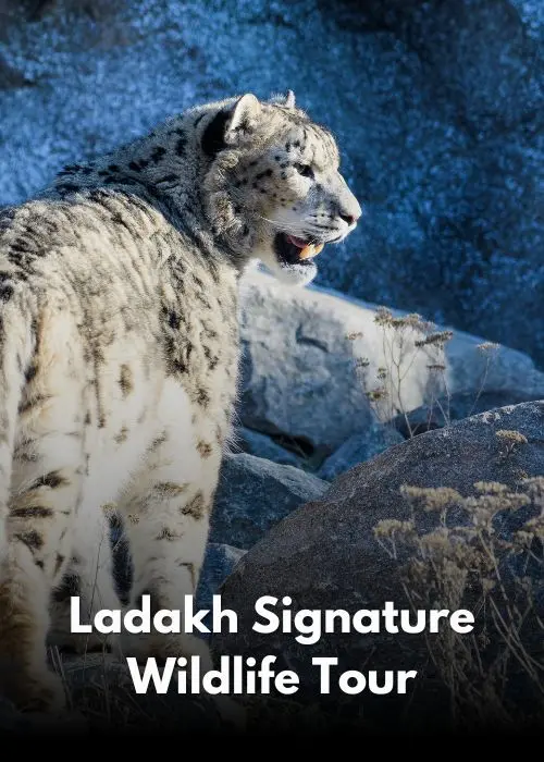 Ladakh Wildlife Tour